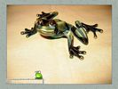 frogs_world_0052.jpg